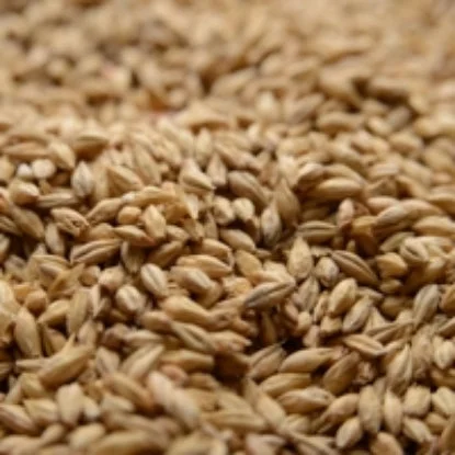 howdybrewer12022982