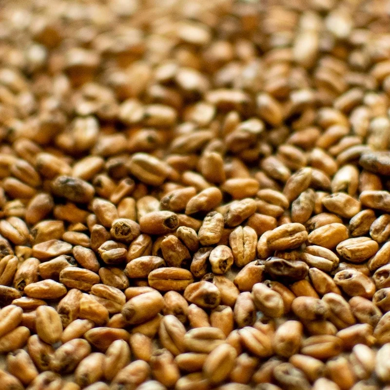 howdybrewer12026139